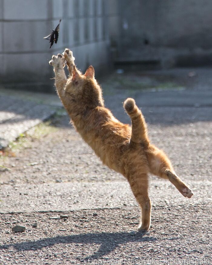 Ginger cat leaping in the air outdoors, reaching to catch a butterfly in entertaining cat pictures by Masayuki Oki