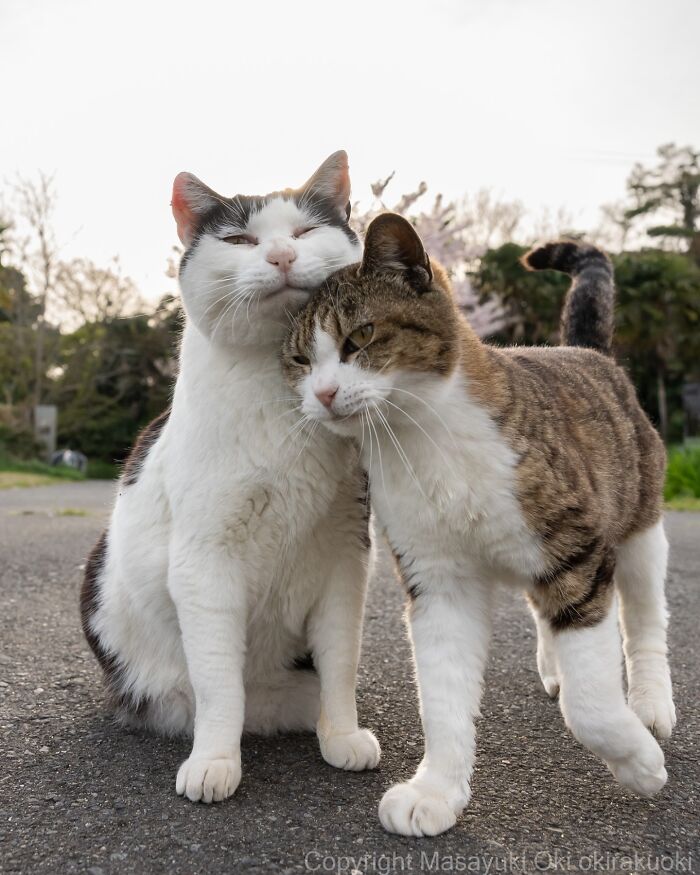 Two cats showing affection outdoors in a charming moment, featured in entertaining cat pictures by Masayuki Oki.