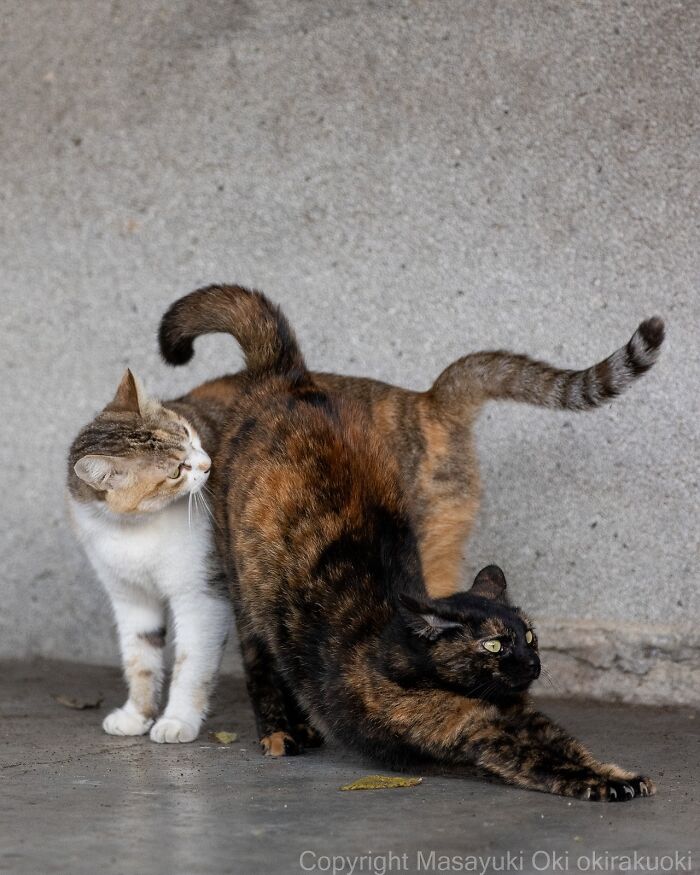 Two cats in playful interaction with one stretching, showcasing entertaining cat pictures by Masayuki Oki.