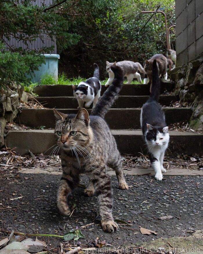 A group of entertaining cats walking down outdoor steps surrounded by greenery in a natural setting.