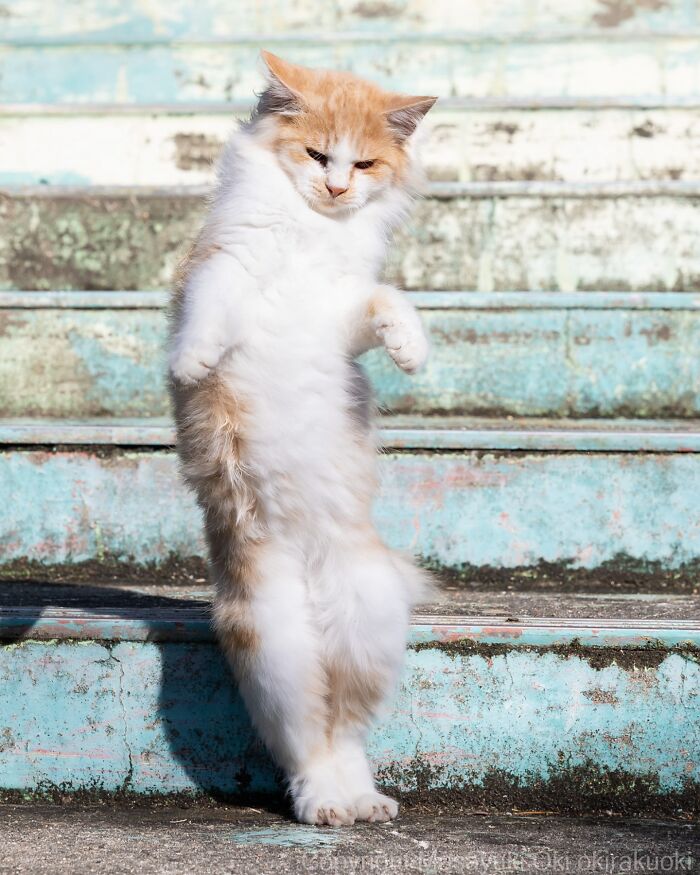 Fluffy orange and white cat balancing on hind legs on weathered turquoise outdoor steps in entertaining cat pictures.