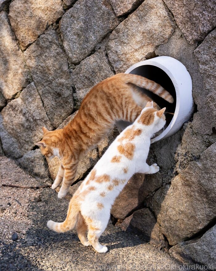 Two entertaining cats exploring a circular wall opening, captured in a playful moment by Masayuki Oki outdoors.