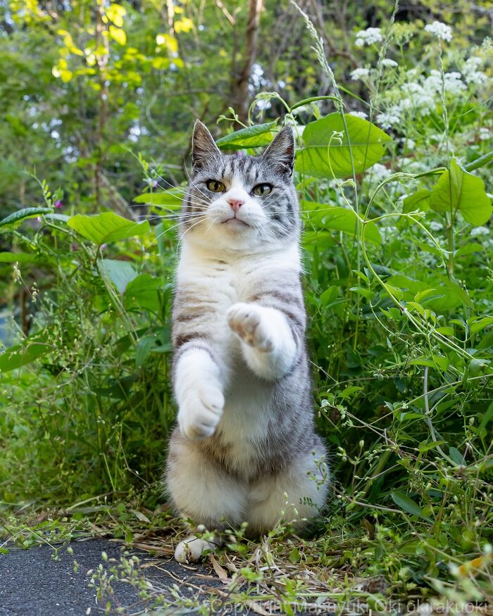 Entertaining cat picture of a gray and white cat standing on hind legs outdoors among green plants.