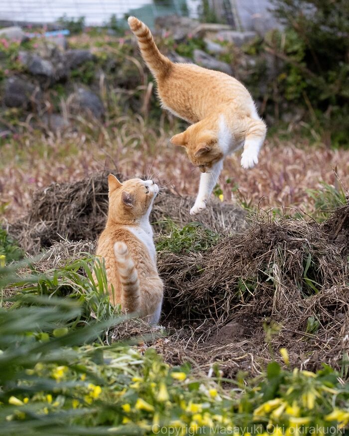 Two playful cats outdoors, one mid-air jump, capturing the quirky and playful side of cats in nature.