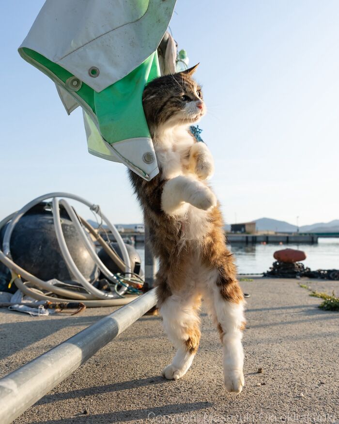 Playful cat standing on hind legs near harbor, capturing the quirky and playful side of cats in natural light.