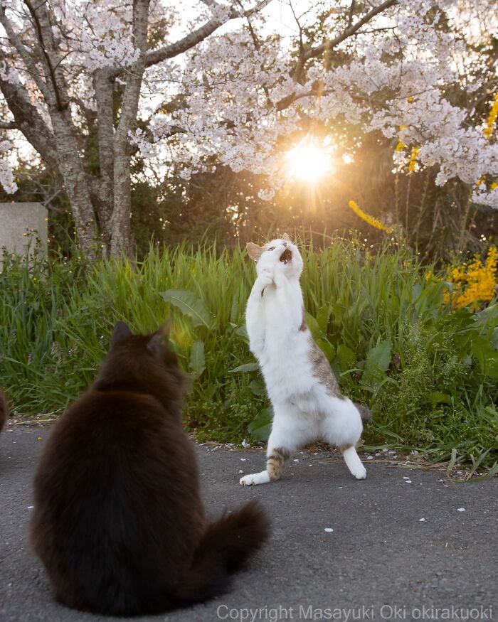 Two entertaining cats outdoors near blooming trees, one standing on hind legs playfully in grass at sunset.