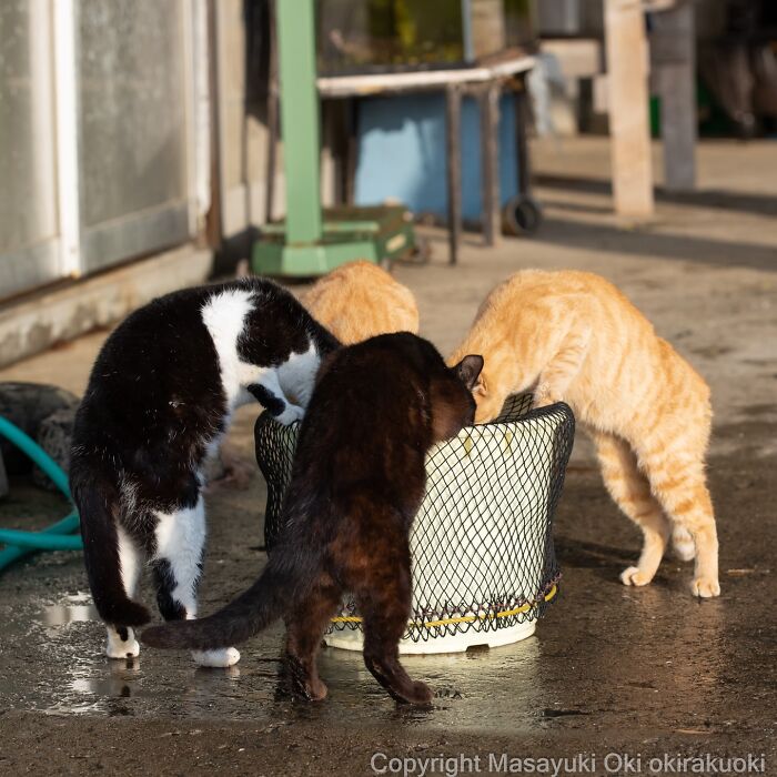 Three entertaining cats curiously exploring a basket outdoors in a candid cat picture by Masayuki Oki.