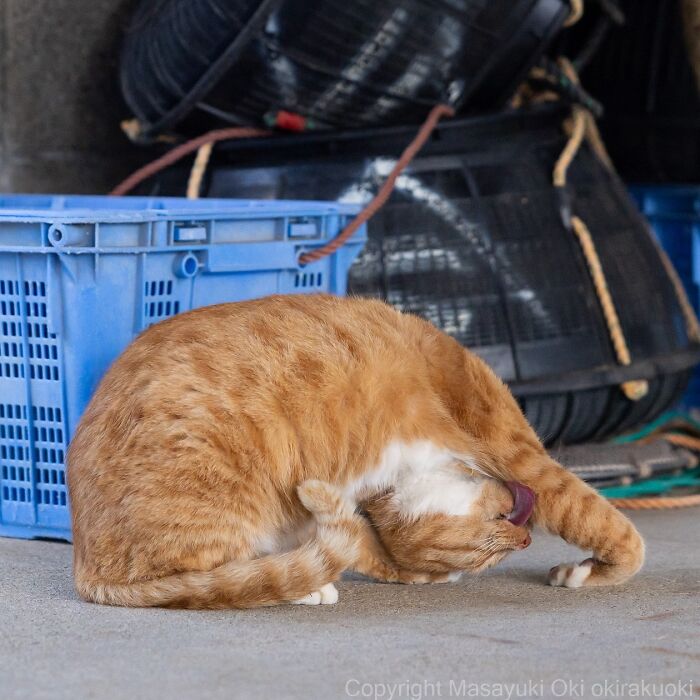 Orange cat grooming itself on concrete floor near blue plastic crate in an entertaining cat picture by Masayuki Oki.