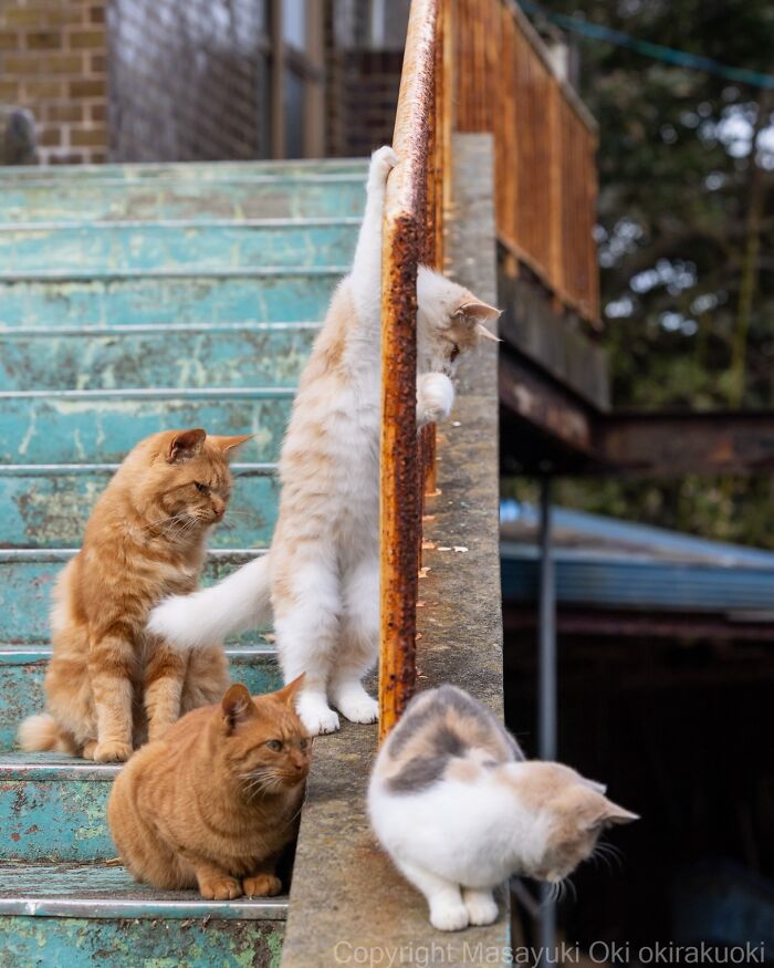 Four cats interacting on weathered outdoor stairs with rusty railing in entertaining cat pictures captured by Masayuki Oki