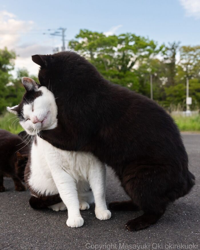 Two cats hugging affectionately on a paved surface, one black and one white with black spots in entertaining cat pictures.