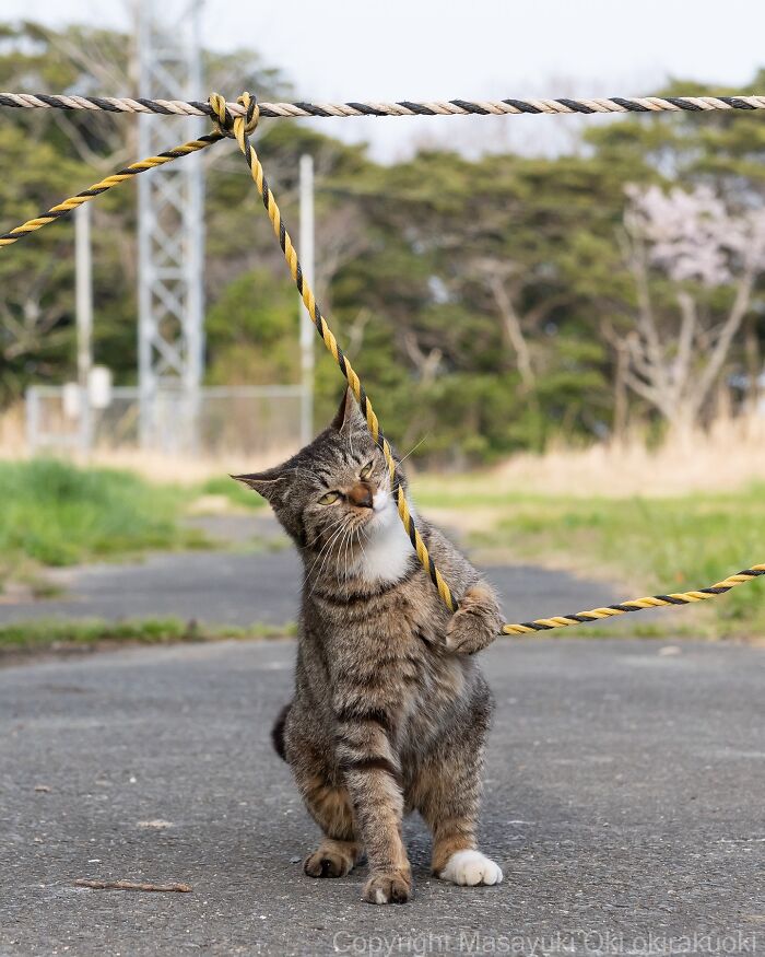 Tabby cat playing with a twisted rope on an outdoor path, showcasing entertaining cat pictures captured by Masayuki Oki.