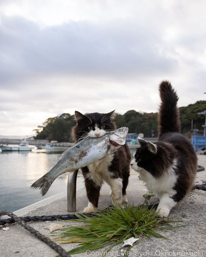 Two black and white cats by the water, one holding a large fish in its mouth in entertaining cat pictures.