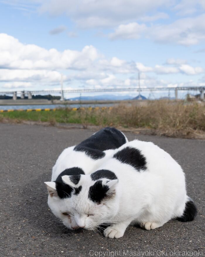 Two white cats with black spots resting together on an asphalt road in a scenic outdoor setting entertaining cat pictures