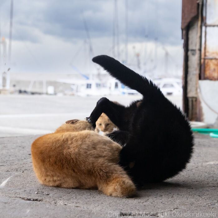 Two playful cats, one black and one orange, engaging in quirky behavior on a concrete surface near a marina.