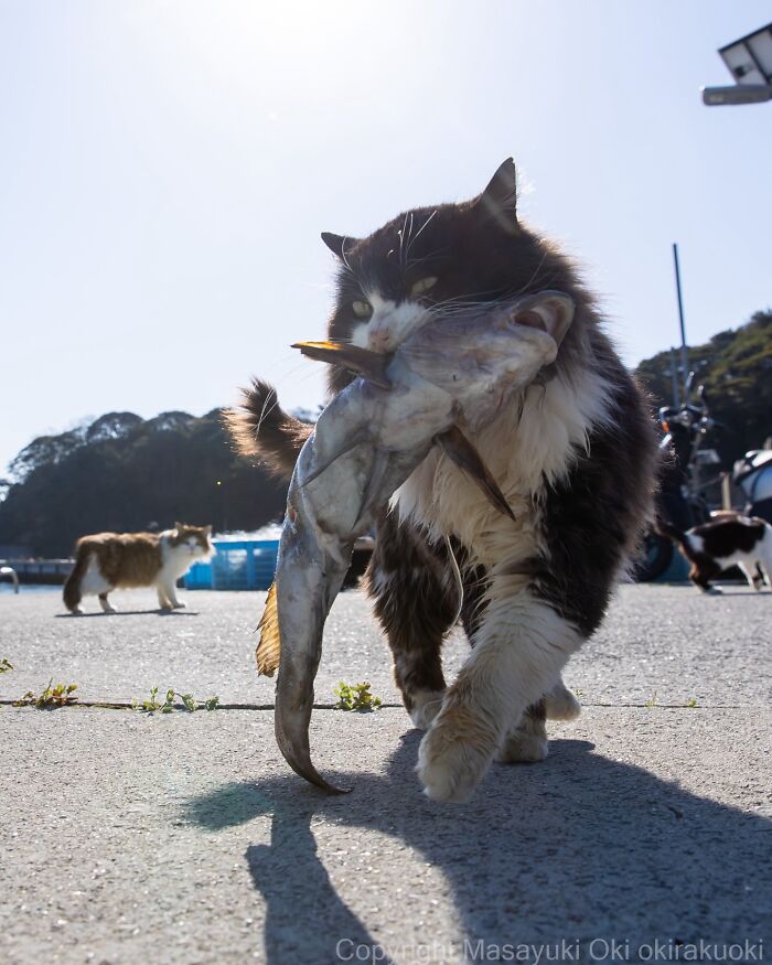 Black and white cat carrying a large fish outdoors in an entertaining cat picture by Masayuki Oki