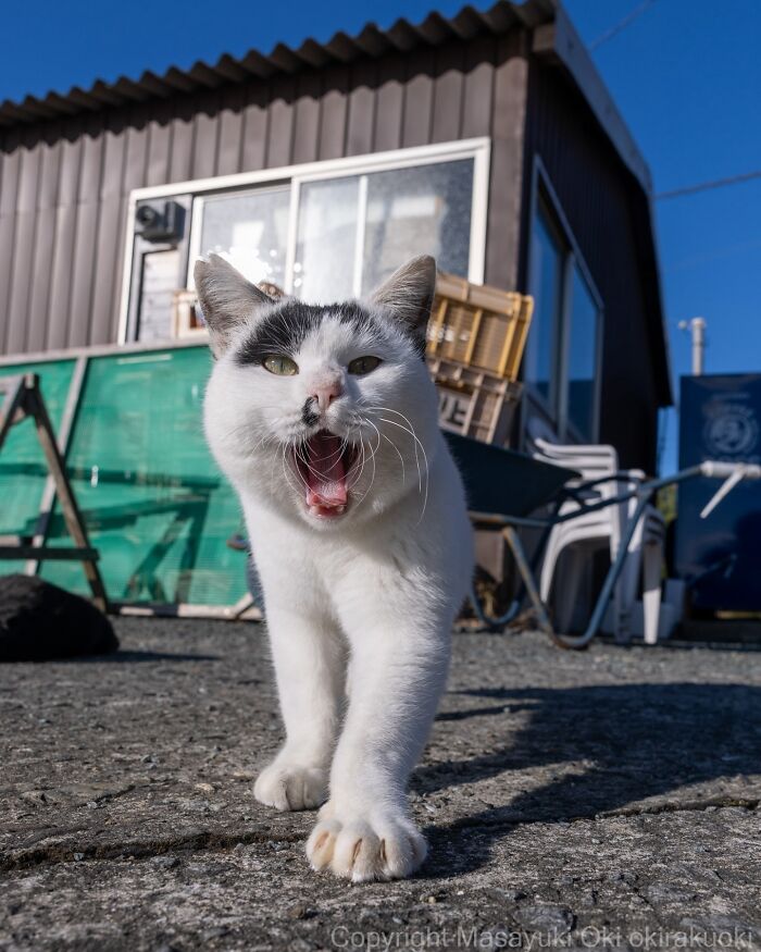 Playful white and black cat walking outdoors with mouth open, captured in entertaining cat pictures by Masayuki Oki.