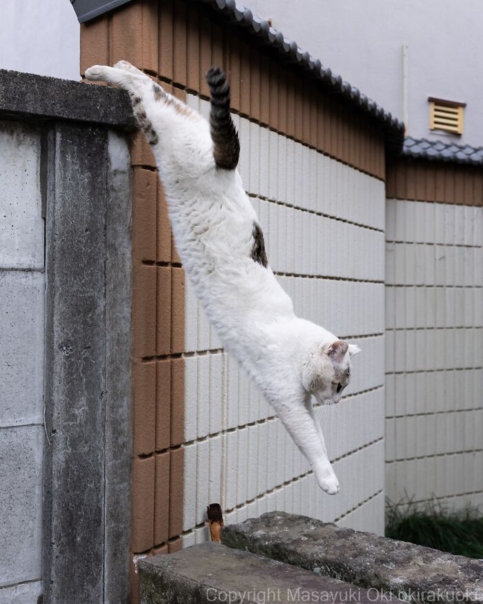 White and gray cat captured mid-air jumping down a wall in entertaining cat pictures by Masayuki Oki