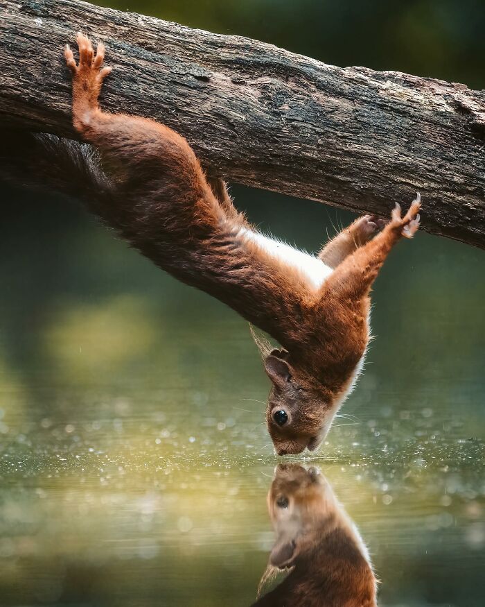 Squirrel hanging from tree branch captured through the lens, reflecting wild soul of nature in calm water below.