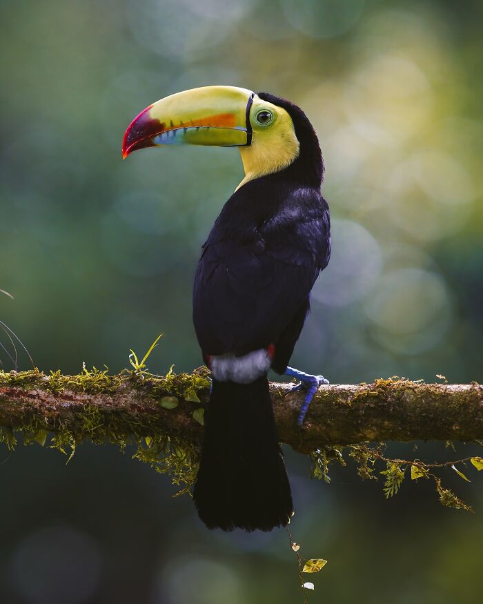 Toucan perched on a mossy branch, showcasing the wild soul of nature through captivating wildlife photography.