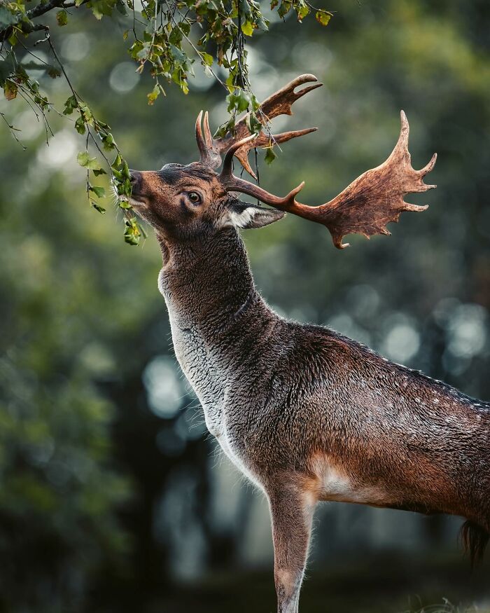 A majestic deer with large antlers nibbling on leaves in a forest, capturing the wild soul of nature.