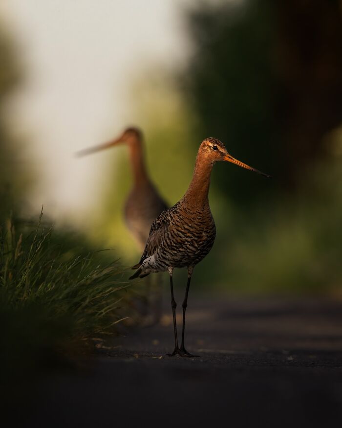 Two wild birds captured in nature photography showcasing the wild soul of nature through the lens of Joren De Jager.