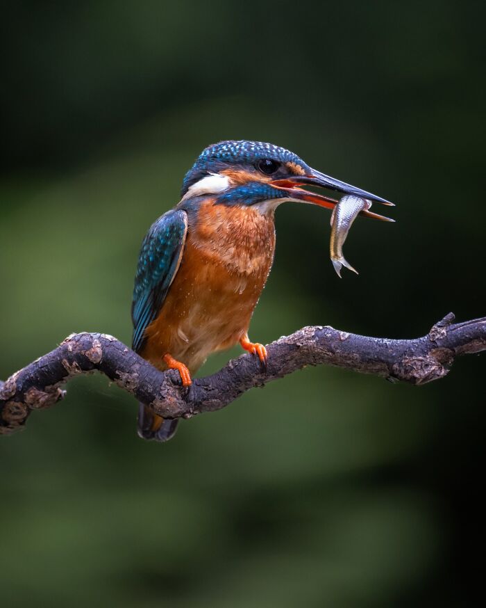Kingfisher perched on a branch holding a fish in its beak, capturing the wild soul of nature through the lens.