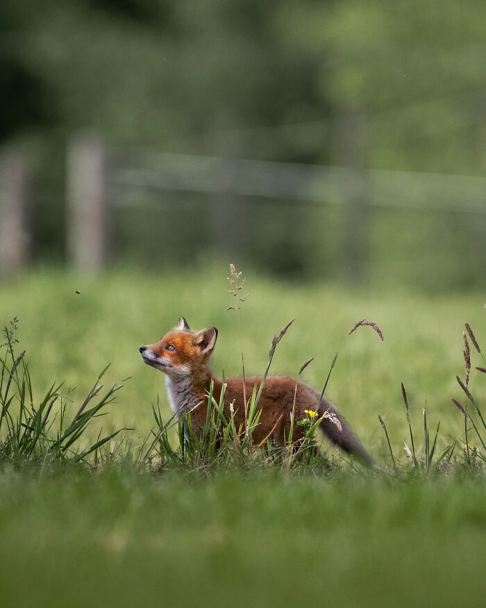 Young red fox in tall grass, captured through the lens of Joren De Jager showcasing the wild soul of nature.