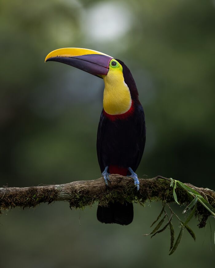 Colorful toucan perched on a mossy branch, showcasing the wild soul of nature in a vivid wildlife photo.