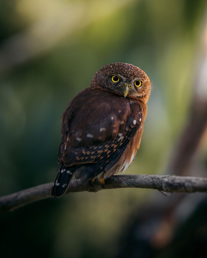 Brown owl with bright yellow eyes perched on a branch, capturing the wild soul of nature in a close-up photo.
