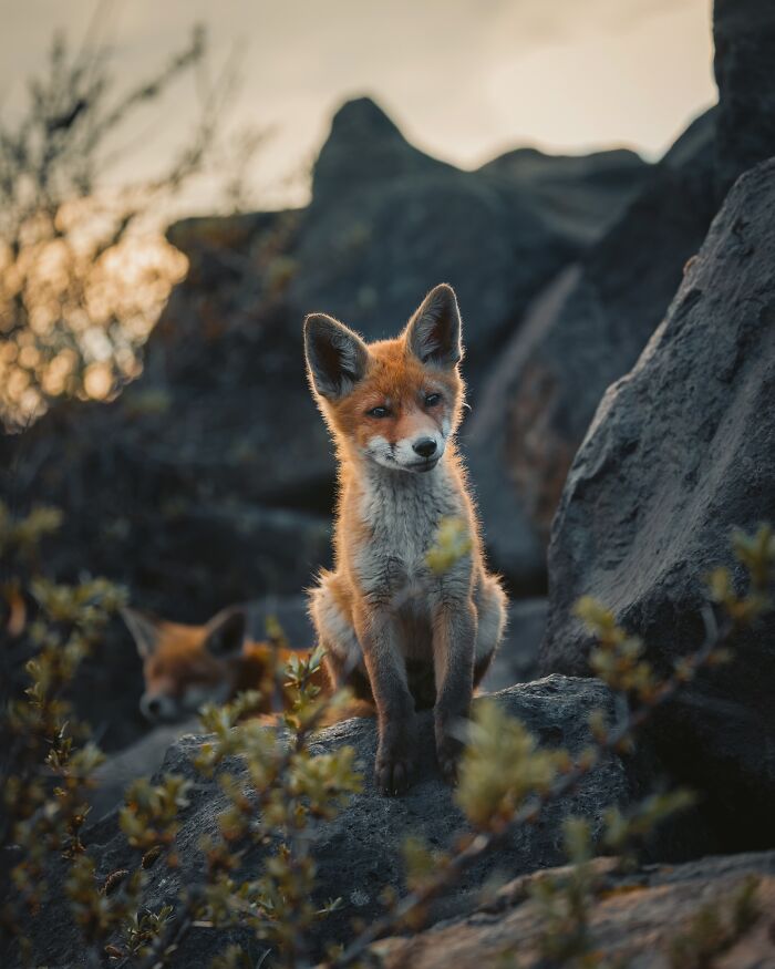 Young fox sitting on rocky terrain at sunset, capturing the wild soul of nature in a stunning outdoor scene.