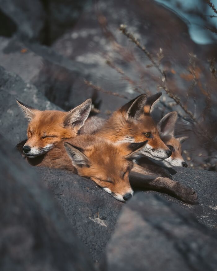Three foxes resting closely together on rocks, capturing the wild soul of nature in a serene moment.