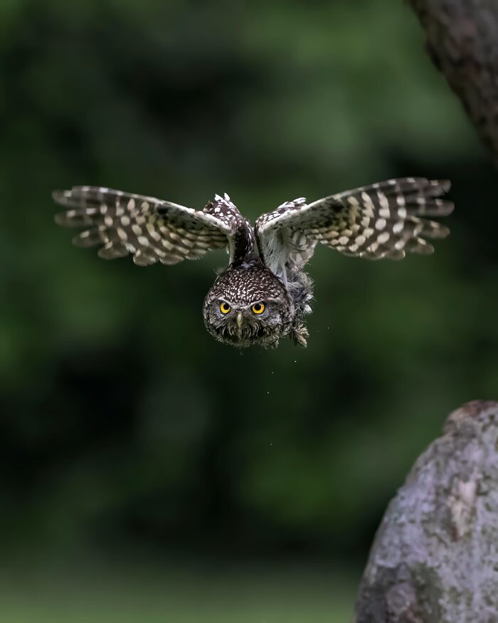 Owl in mid-flight with wings spread wide, showcasing the wild soul of nature in a natural green setting.