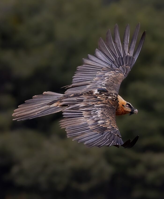 Bird in flight with detailed feathers captured through the lens showcasing the wild soul of nature in a natural setting.