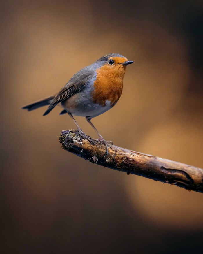 Small bird with an orange chest perched on a branch, capturing the wild soul of nature in a detailed close-up.