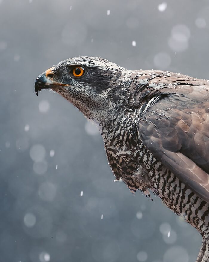 Close-up of a bird of prey with striking orange eye in nature, captured through the lens showing the wild soul of nature.