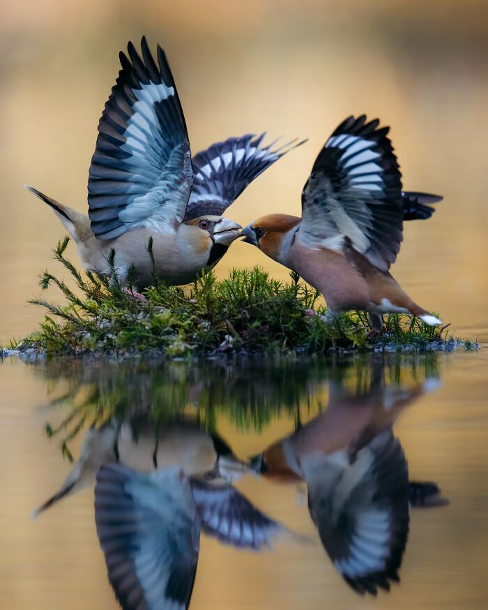 Two birds with wings spread on a mossy patch over water, capturing the wild soul of nature in vivid detail.