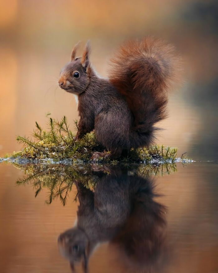 Wild soul of nature captured in a photo of a red squirrel sitting on moss with its reflection in calm water.