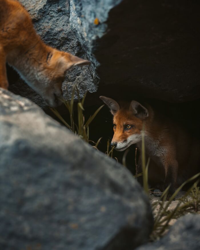 Two young foxes interacting near rocks in a natural setting, capturing the wild soul of nature through the lens.