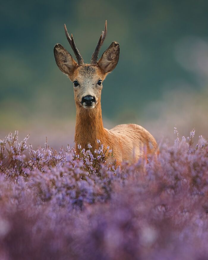 Young deer standing alert in a field of purple flowers, capturing the wild soul of nature through the lens.