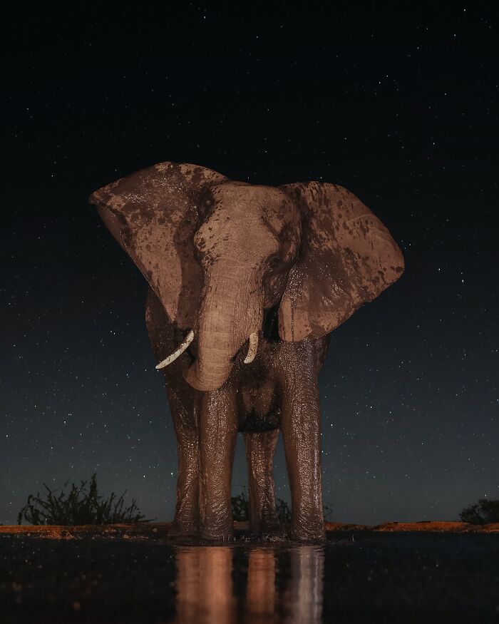 Elephant captured at night under a starry sky, showcasing the wild soul of nature in a stunning wildlife photo.