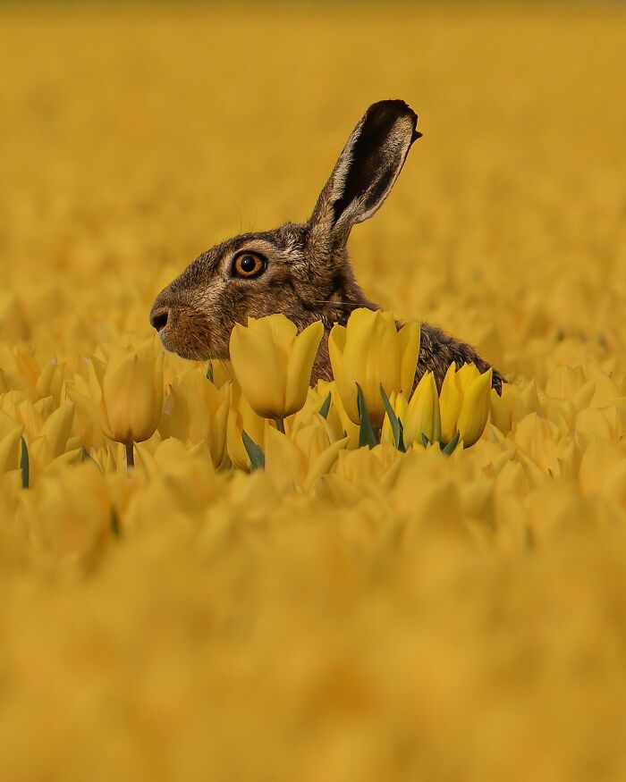Hare peeking through a field of yellow tulips, capturing the wild soul of nature in a vibrant natural scene.