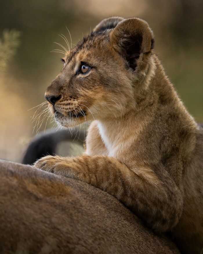 Young lion cub resting and gazing into the distance, capturing the wild soul of nature in a close-up wildlife photo.
