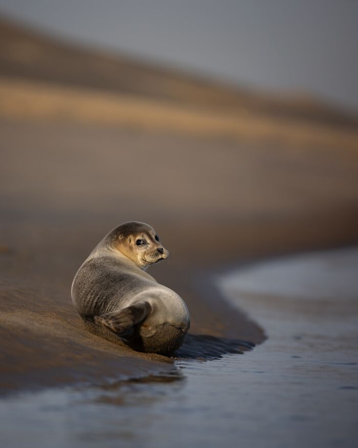 Seal resting by the water on a sandy shore, capturing the wild soul of nature in a serene natural setting.