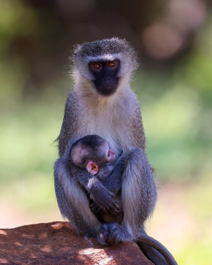 Vervet monkey mother holding baby on a rock, capturing the wild soul of nature through wildlife photography.