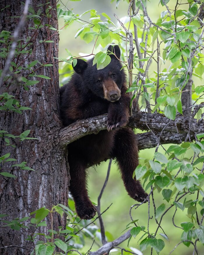 Black bear cub resting on a tree branch surrounded by lush green leaves, capturing the wild soul of nature.