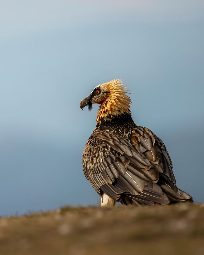 Bearded vulture perched on rocky ground, showcasing wild soul of nature through the lens of Joren De Jager photography.