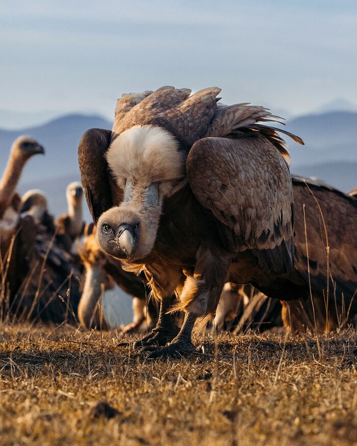 Vulture in dry grassland captured through the lens, showcasing the wild soul of nature in natural habitat.