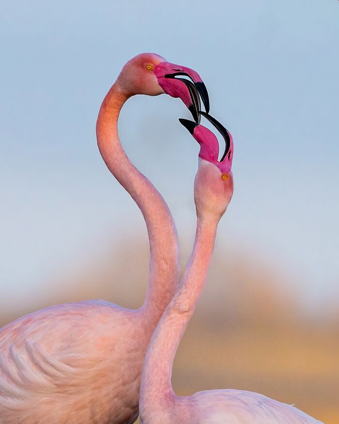 Two flamingos with intertwined necks and open beaks, capturing the wild soul of nature in vivid detail.