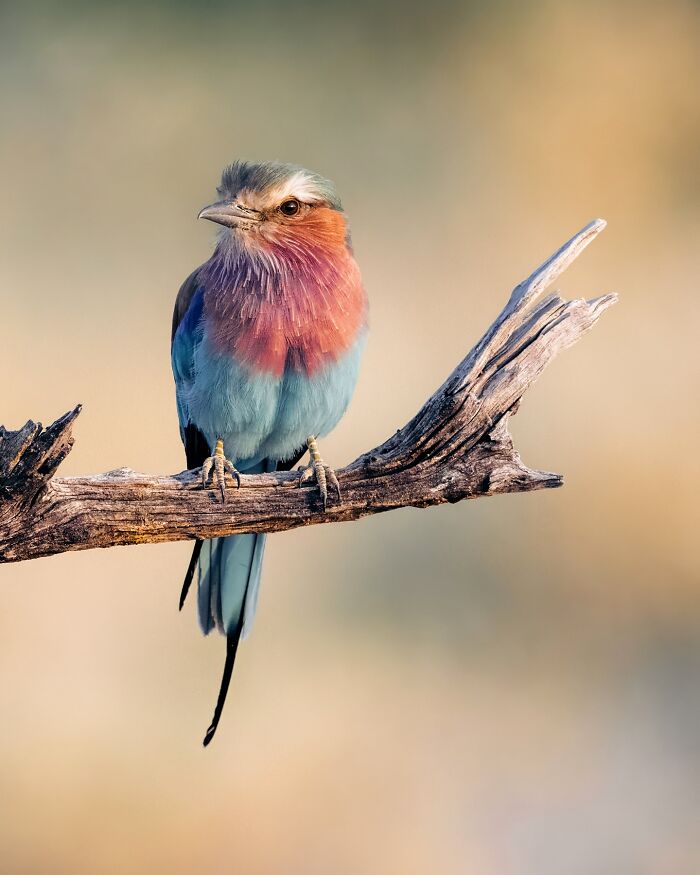 Colorful bird perched on a branch showcasing the wild soul of nature through stunning wildlife photography.