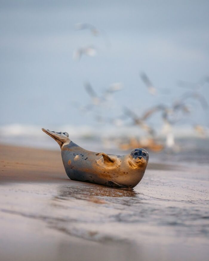 Seal resting on the beach near the water, capturing the wild soul of nature in a serene coastal environment.